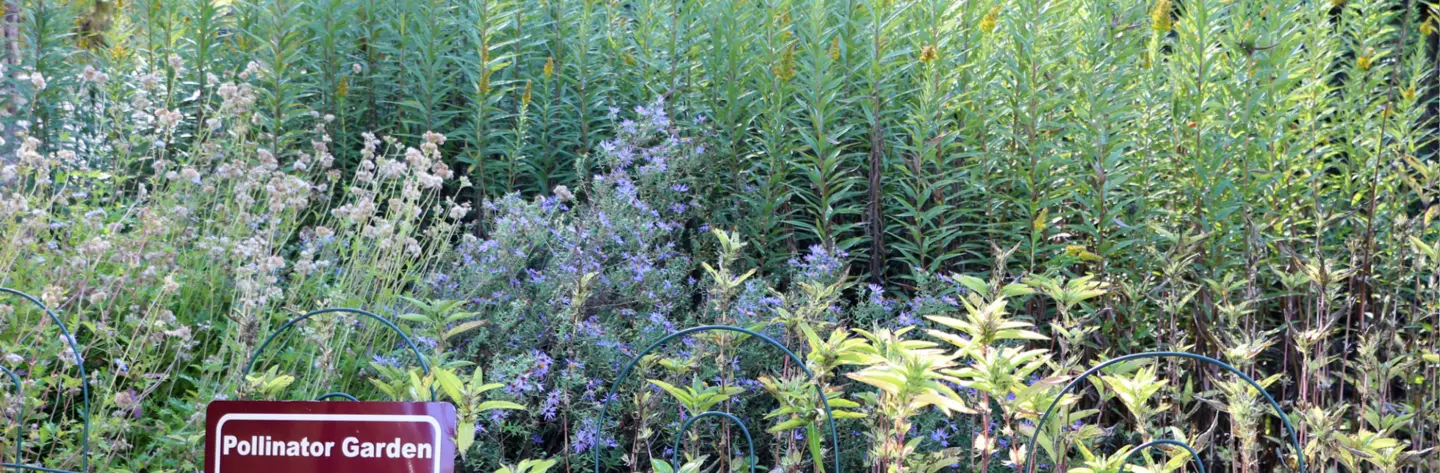 pollinator garden flowers