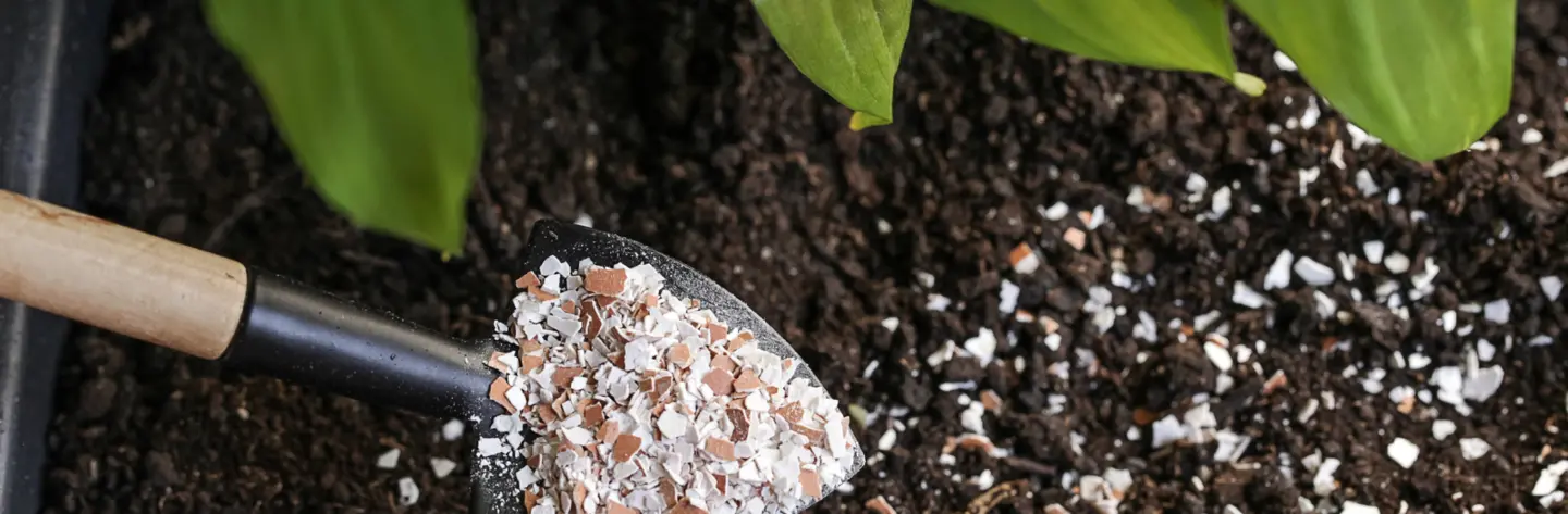 Crushed eggshells shovel soil plants
