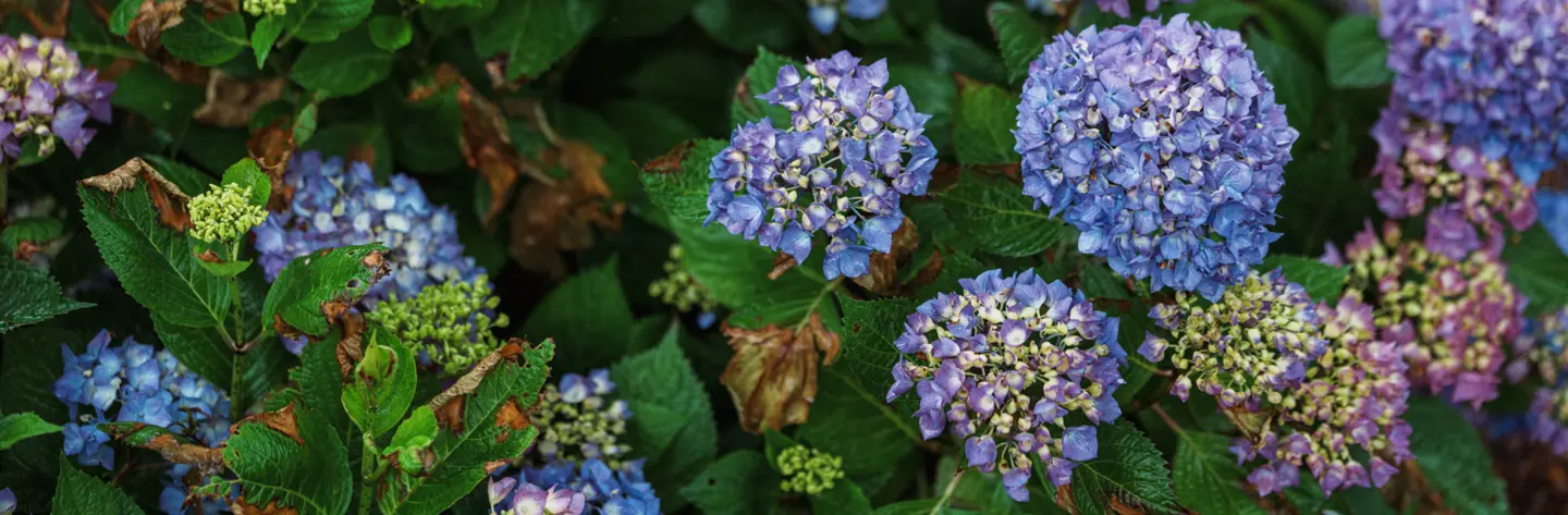 Dig Into: Why You Shouldn't Wait for Symptoms