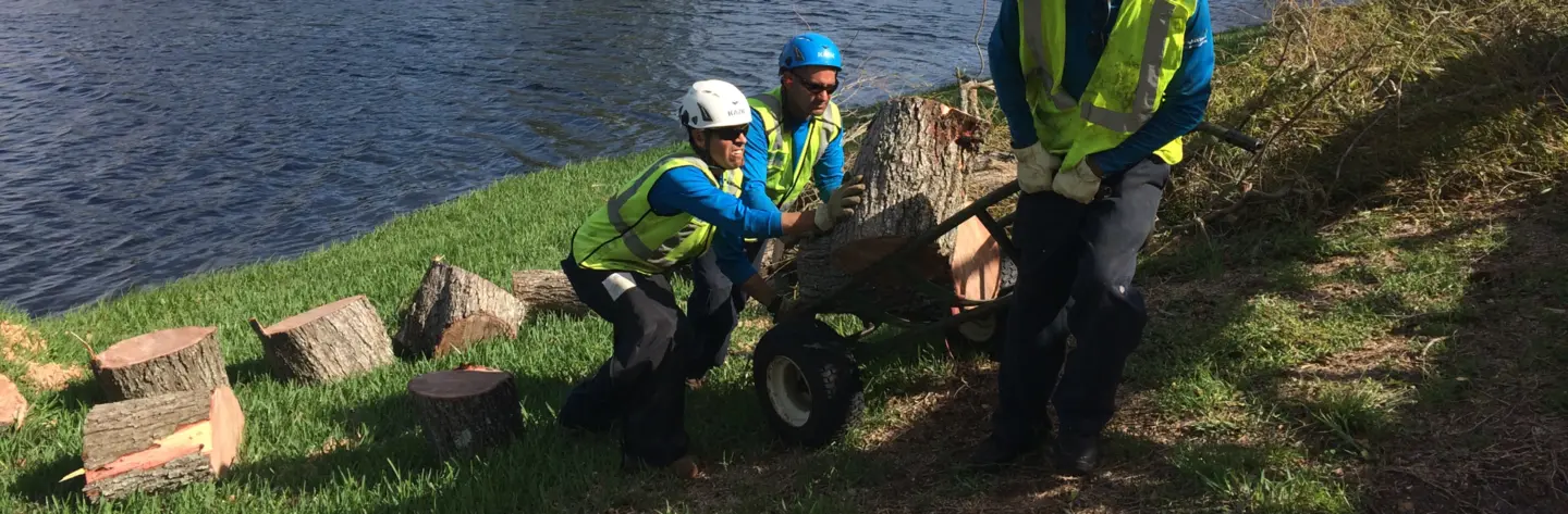 Hurricane Matthew landscaping cleanup trees