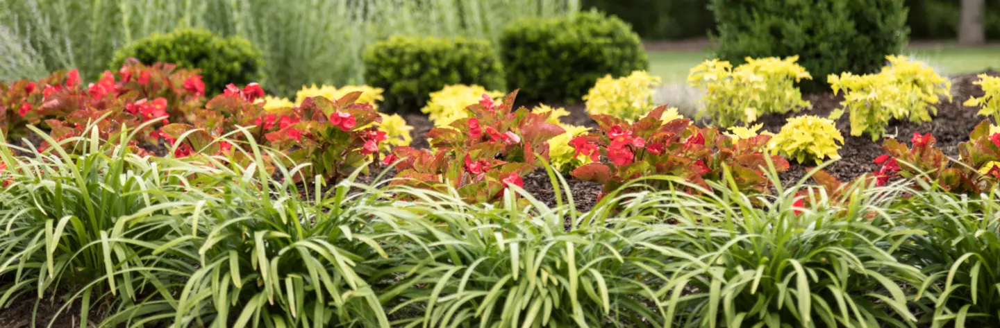 Colorful flowers plant material