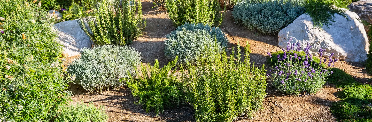 Decomposed Granite Plant Bed