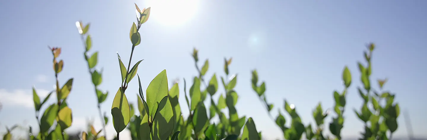 Summer Plant Stress