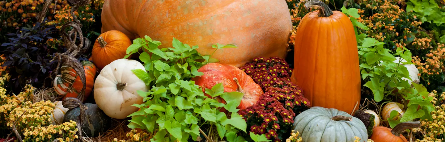 Fall Seasonal Color - Harvest Display