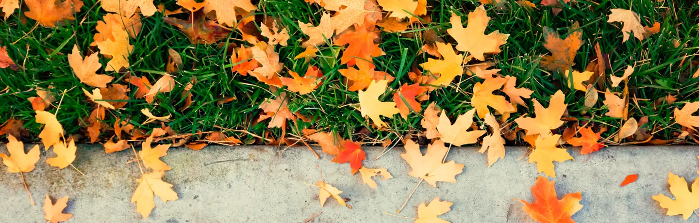 Fall Leaves