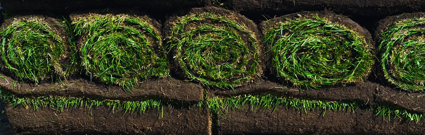 Fresh Sod