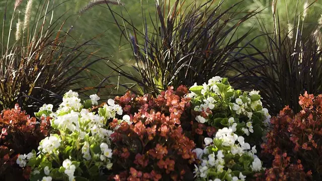 Asbury Village landscaping plants