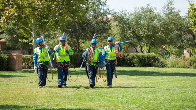 Boston's Commercial Tree Care Professionals