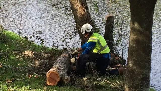 Man cutting tree limb during storm clean-up