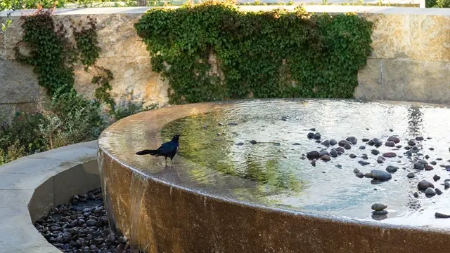 Healing Garden Design Tips