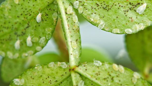 Controlling Whitefly Infestations