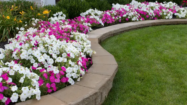 Add Summer Annuals for a Burst of Color to your Property