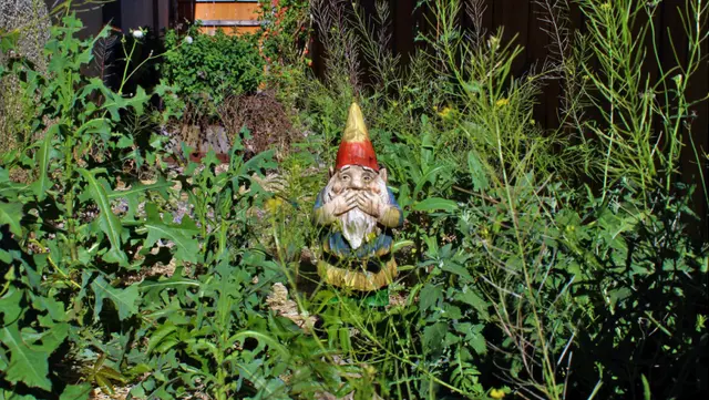 Top Weed Prevention Tips