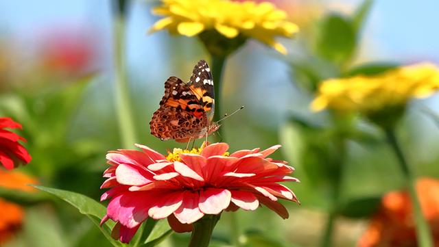 A Painted Lady Butterfly feeds on heirloom zinnias blooming in a pollinator garden.