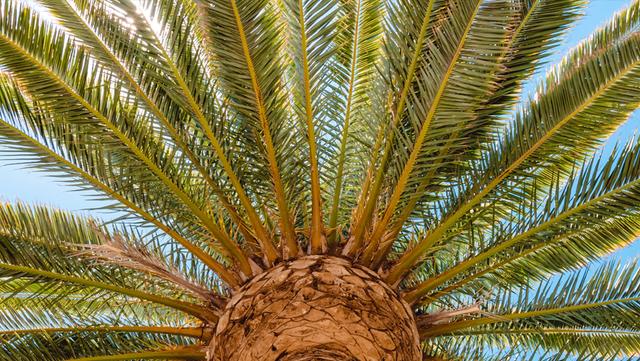 Deep Root Fertilization Palm Tree
