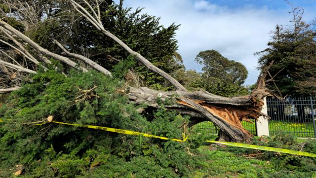 Tree damage hurricane