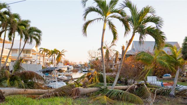 Hurricane damage downed palm trees
