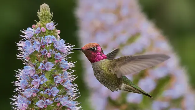 Landscape Sustainability Scavenger Hunt