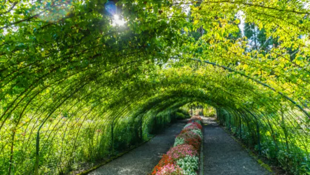 Shaded Garden Canopy