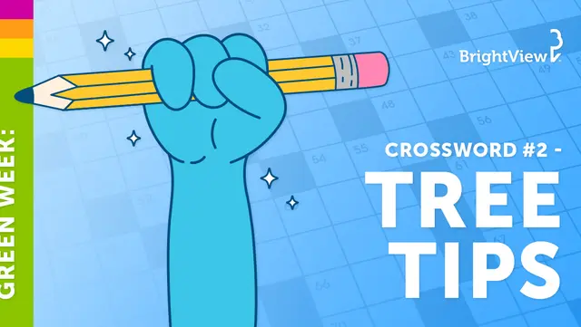 Green Week: Tree Tips