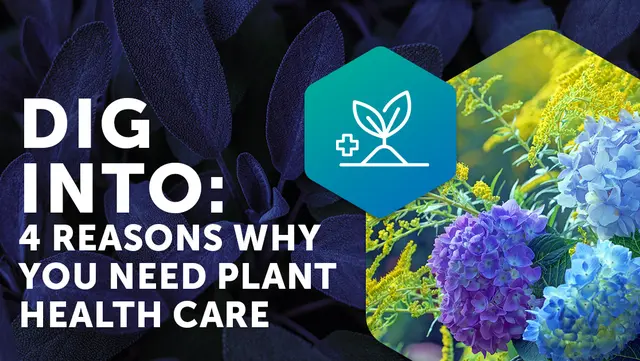 Dig Into 4 Reasons Why You Need Plant Healthcare