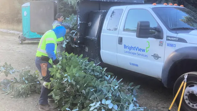 BrightView eucalyptus tree removal Mount Madonna County Park