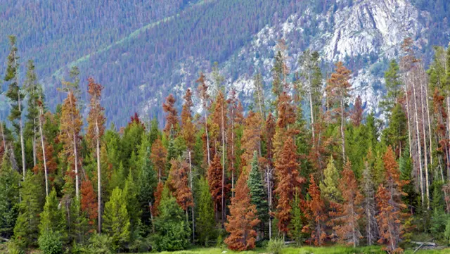 Pine Beetle Tree Infestation