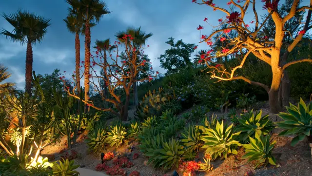 Plant material dusk landscape lighting palm trees