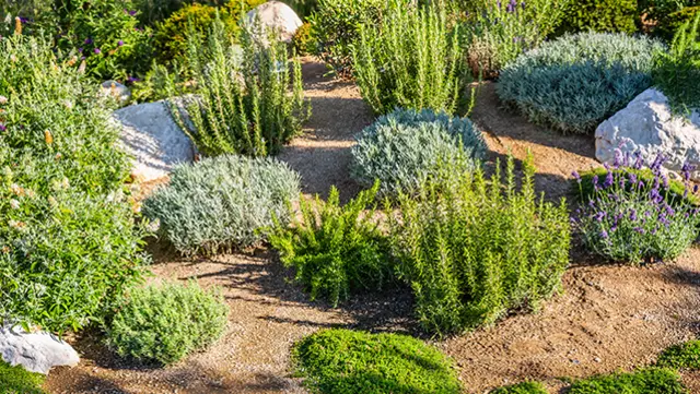 Decomposed Granite Plant Bed