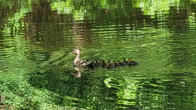 Maintenance ducks