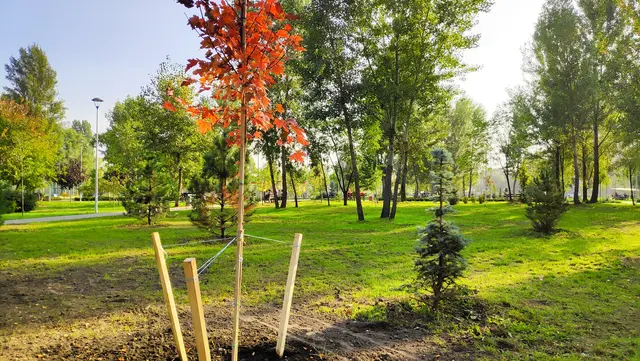 Tree Planting