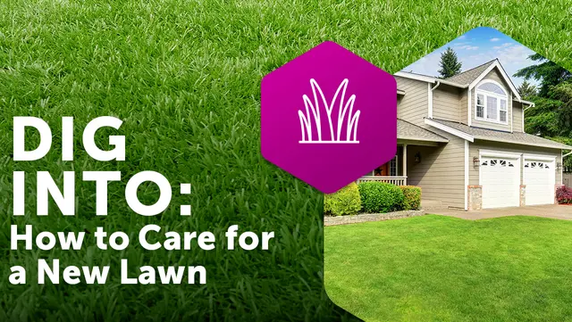How to care for a new lawn
