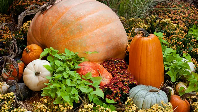 Fall Seasonal Color - Harvest Display
