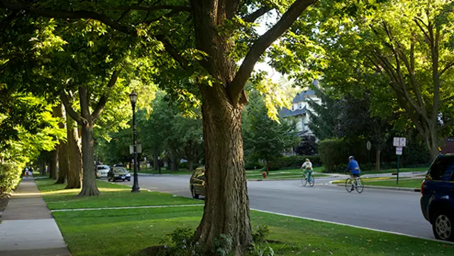 Neighborhood Trees