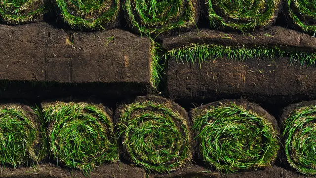 Fresh Sod