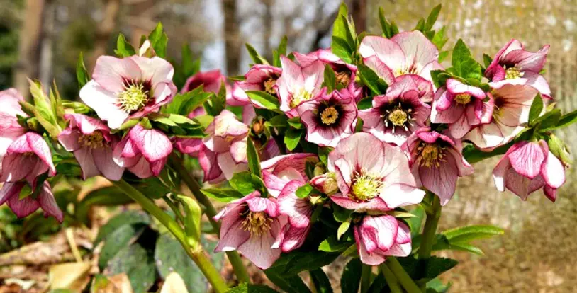 hellebores