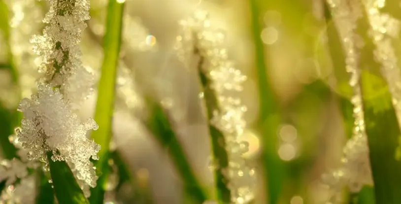 frozen grass