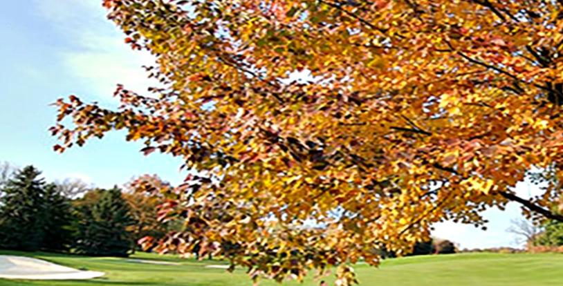 Fall tree golf course