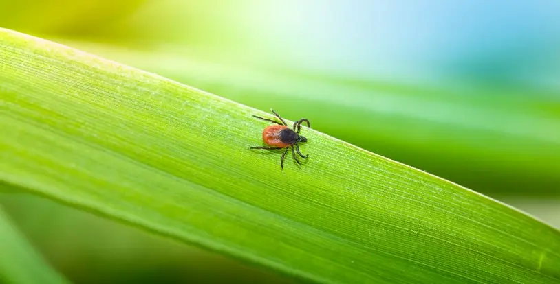 Tick on grass