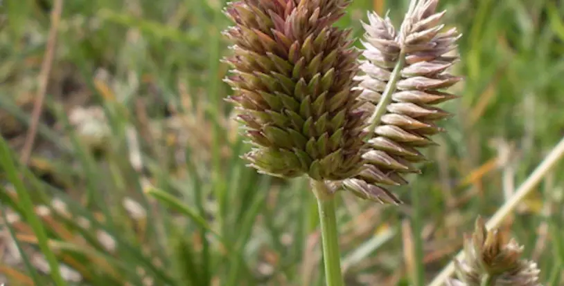 a weed on a golf course