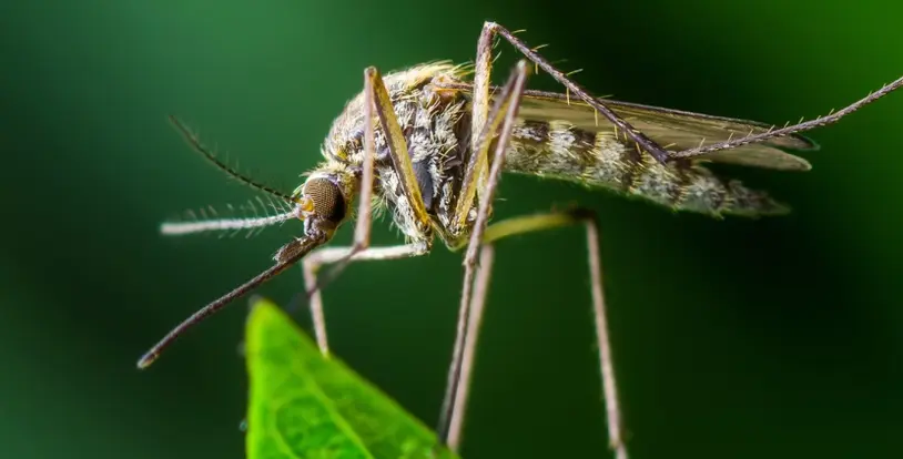 Mosquito Prevention Techniques