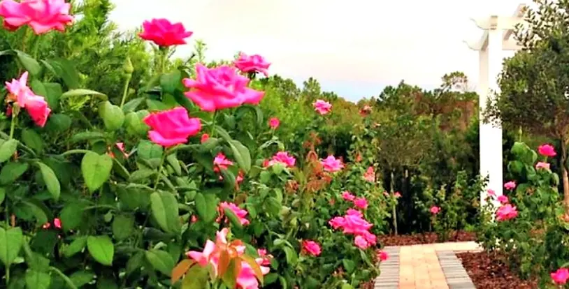 Rose Garden Tupperware