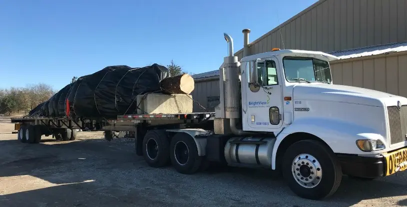 Chicago Christmas Tree 