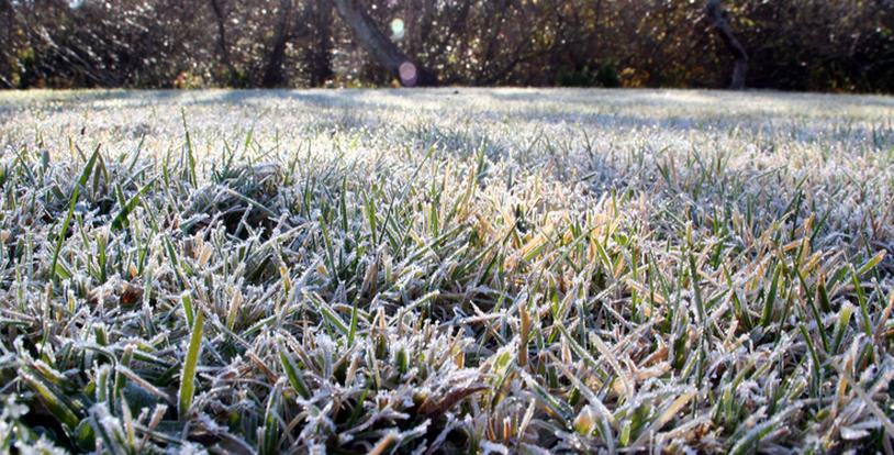Frost on the Lawn 