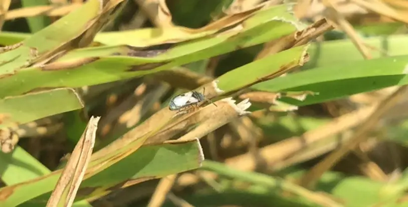 Chinch Bugs Prevention