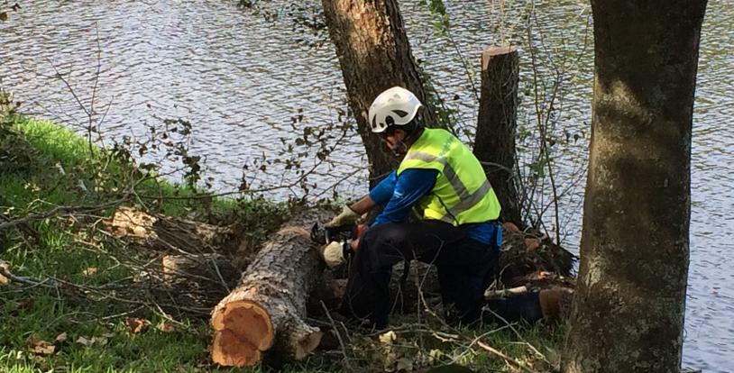 Man cutting tree limb during storm clean-up