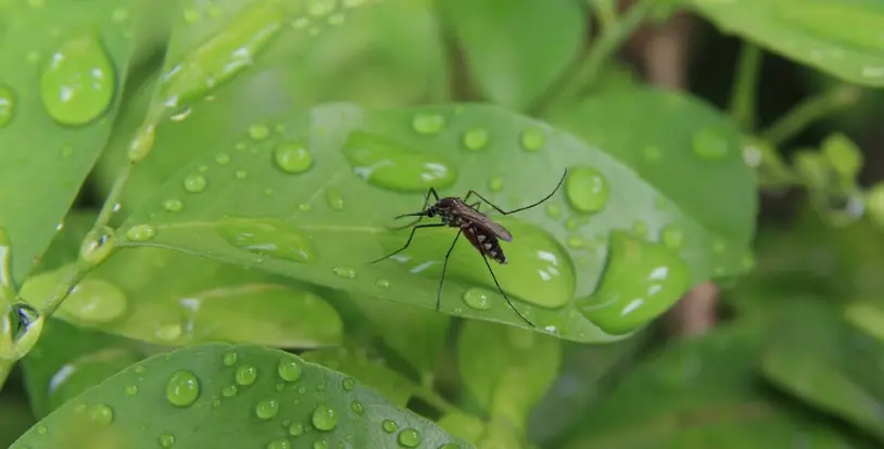 Repel Insects & Pests