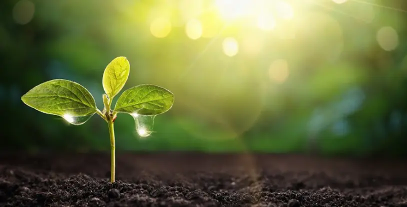 Humus, High Carbon Organic Soil