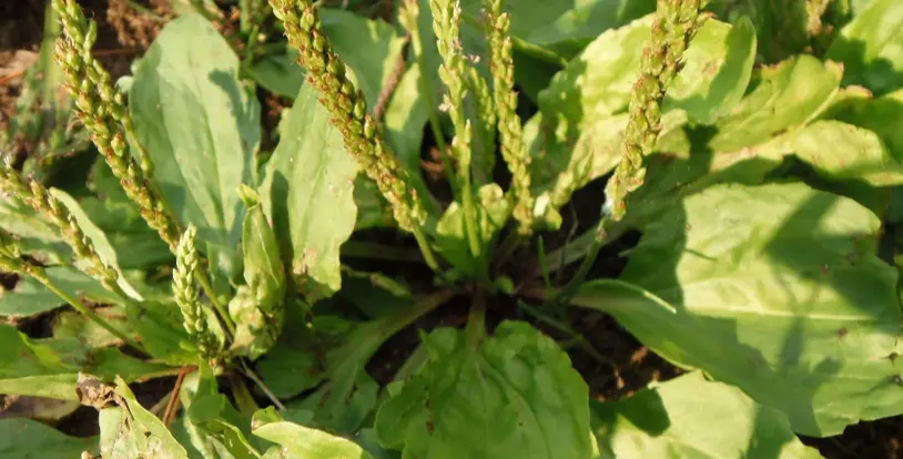 Broadleaf Plantain Weed