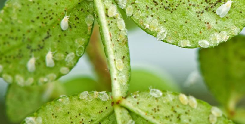 Controlling Whitefly Infestations